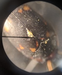 Nebrioporus mascatensis