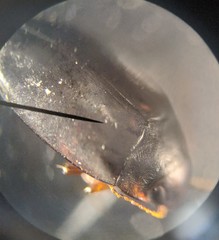 Nebrioporus mascatensis