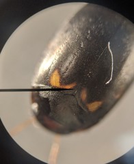 Nebrioporus mascatensis