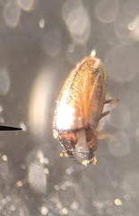 Limnebius