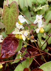 Epimedium × versicolor