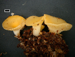 Phaeohelotium confusum