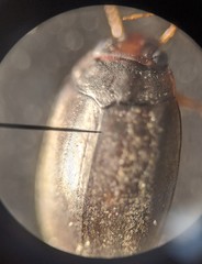 Nebrioporus mascatensis