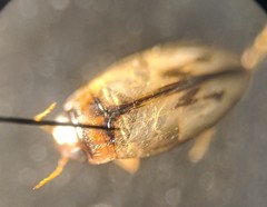 Hydroglyphus angularis