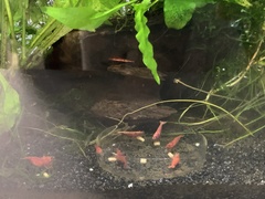 Neocaridina davidi