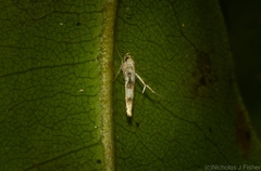 Stathmopoda tritophaea