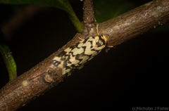 Goniosema anguliscripta