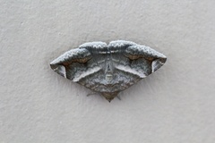 Buzara