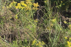 Cyperus pseudovegetus