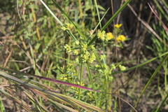 Cyperus pseudovegetus