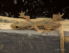 Hemidactylus platyurus