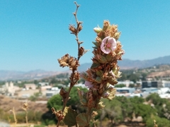 Malacothamnus marrubioides