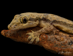 Hemidactylus platyurus