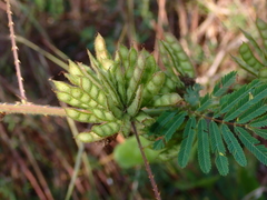 Mimosa pigra