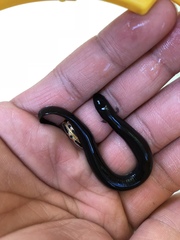 Amphiuma tridactylum