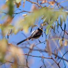 Aegithalos caudatus