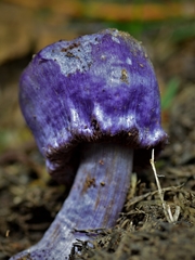 Cortinarius coneae