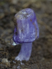 Cortinarius coneae