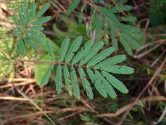 Mimosa pigra