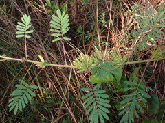 Mimosa pigra