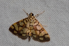 Pardomima callixantha