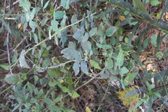 Desmodium canescens