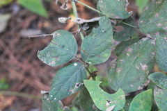 Desmodium canescens
