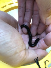 Amphiuma tridactylum