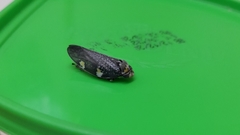 Ptyelus grossus