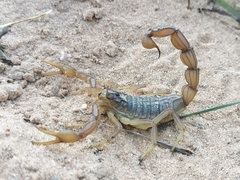 Buthus ibericus