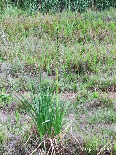 Highveld Sword Poker (Kniphofia ensifolia)