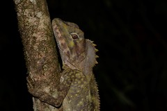 Lophosaurus spinipes