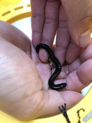 Amphiuma tridactylum