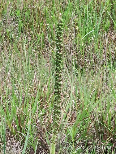 Kniphofia ensifolia, photograph 2