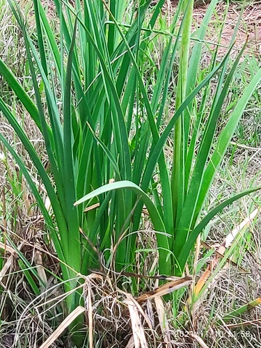 Kniphofia ensifolia, photograph 3