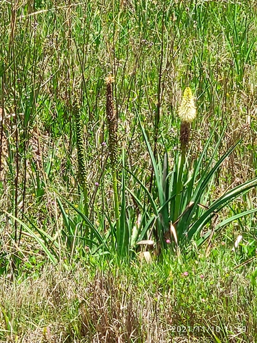 Kniphofia ensifolia, photograph 4