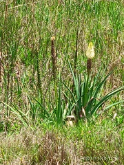 Kniphofia ensifolia, photograph (c) Antoinette Eyssell Knox, some rights reserved (CC BY-SA)