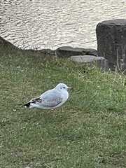 Chroicocephalus ridibundus