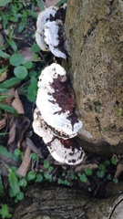 Earliella