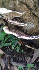Earliella