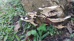 Earliella