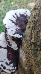 Earliella