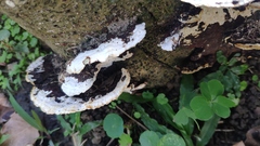Earliella