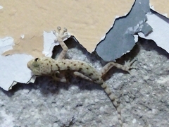 Ptyodactylus