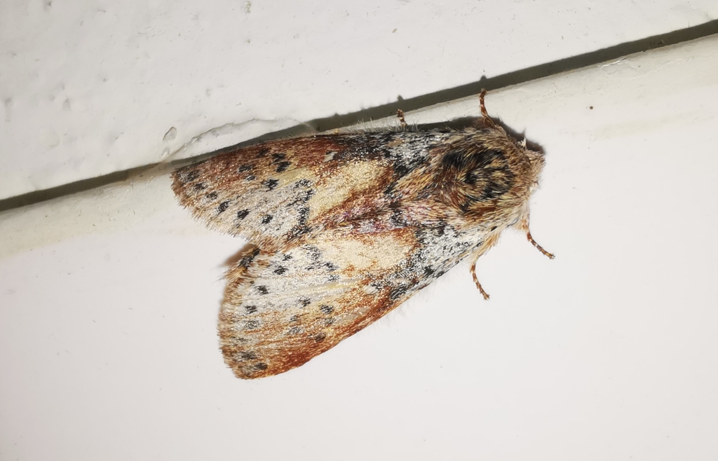 Disparia