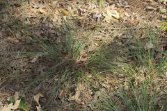 Carex complanata