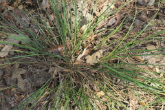 Carex complanata