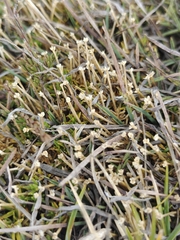 Scleranthus biflorus