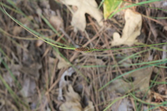 Carex complanata