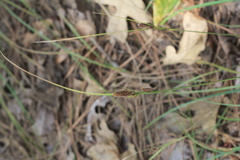 Carex complanata